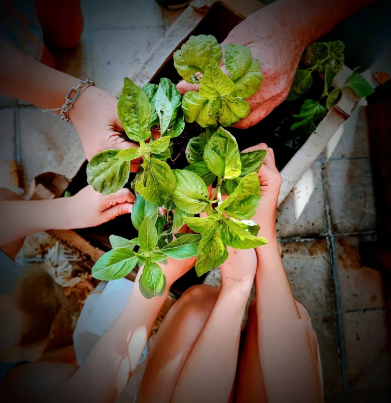 h4o coltivazione idroponica organica domestica brevettata