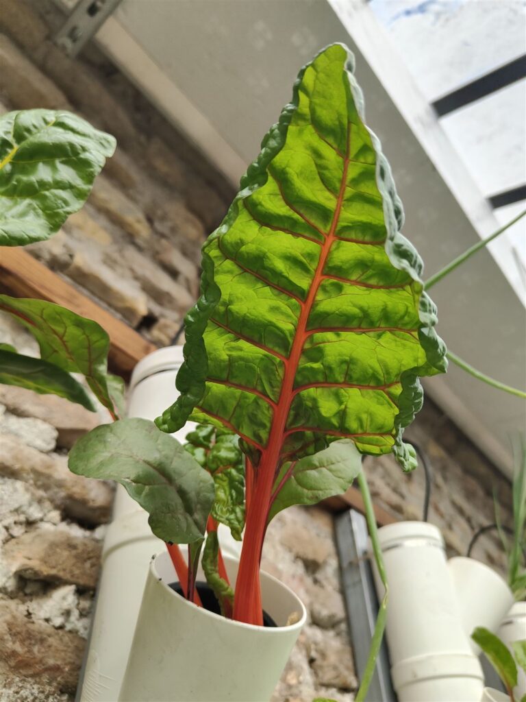 Bietola coltivata in idroponica organica nella serra del Casale dei Cedrati