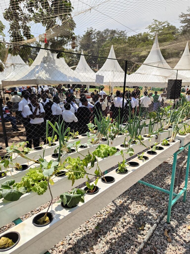 Impianto di idroponica organica H4O alla St. Kizito High School di Kampala, Uganda, con studenti