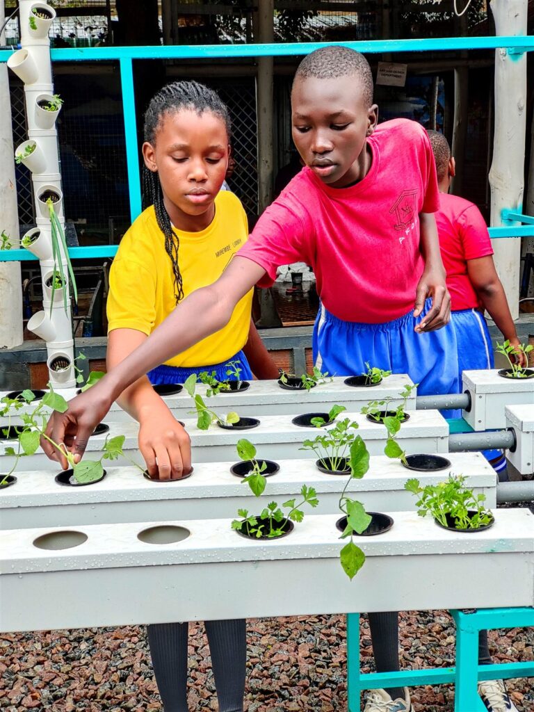 Studenti della St. Kizito High School trapiantano piantine nel sistema idroponico H4O