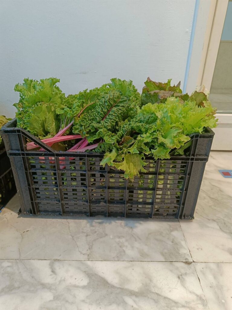 Box di verdure appena raccolte di Nonna Futura